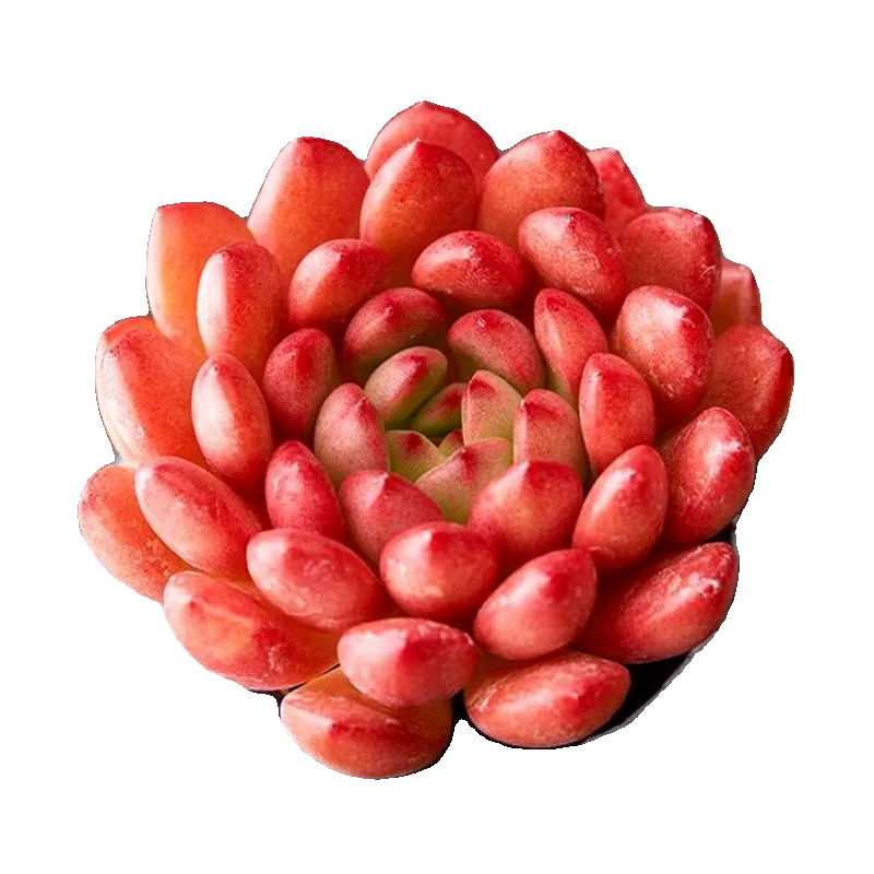 Rare Succulent Sedeveria Pink Ruby, Live Succulents Plants Fully Rooted  with Soil, Easy-Care House Plant for Home Office Decoration, Wedding Party Favor(1pc)