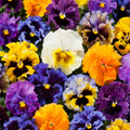 20/100/200 Seeds| Frizzle Sizzle Mix Pansy Viola × wittrockiana Seeds - Self-Pollinating -Draft Resistant -Plant in late Summer/Spring(20 Seeds)