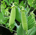 Pea Little Marvel heirloom seed 20/100/200(20 Seeds)