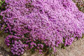 420/2100/4200+ Walk On Me CREEPING THYME Thymus Serpyllum Herb Flower Seeds(420 Seeds)