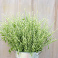 Cress Persian certified organic Seed 100/500/1000(100 Seeds)