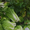 Chinese Michihili Cabbage Seeds 100/500/1000+ Vegetable Garden NON-GMO Heirloom(100 Seeds)