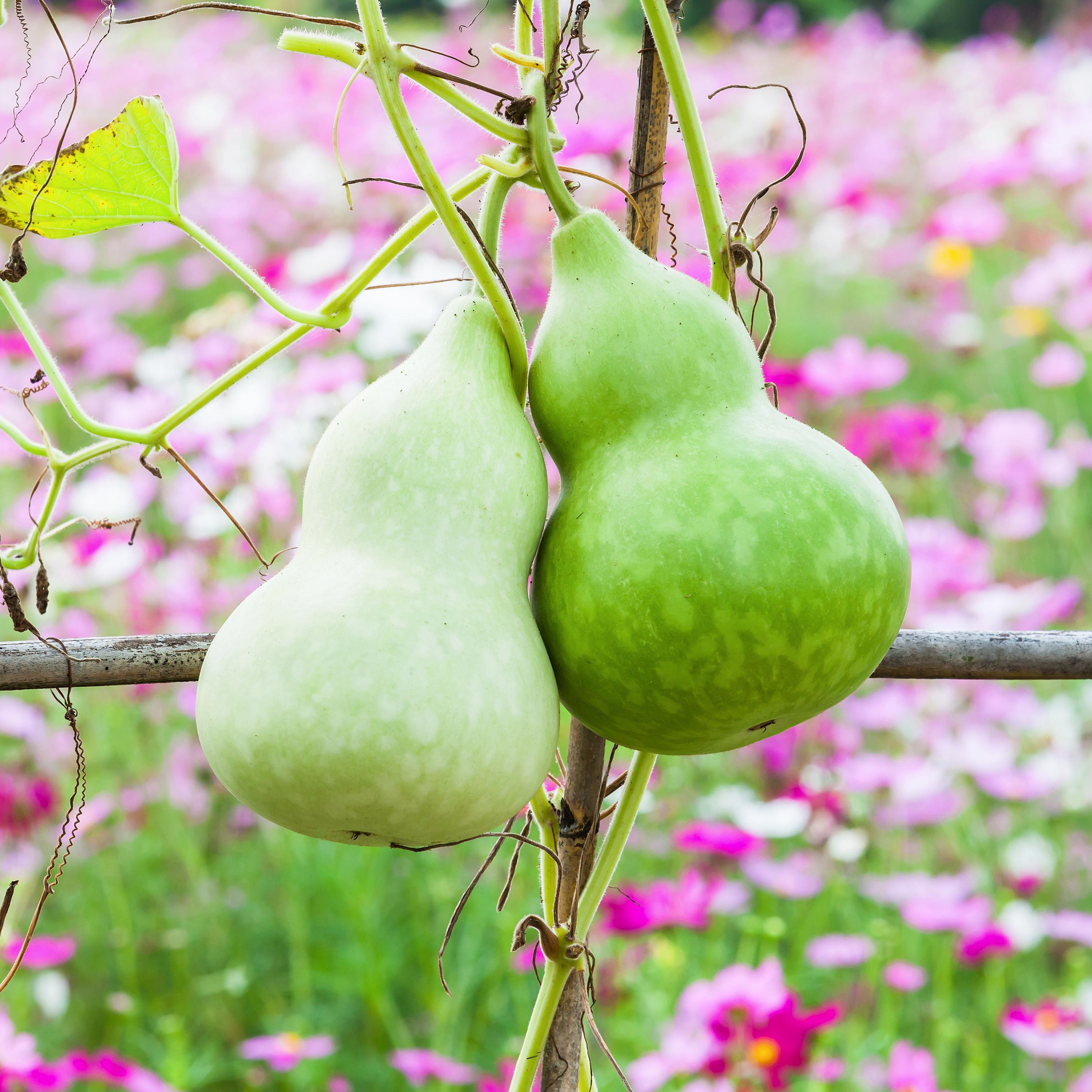 2/10/20s – Calabash Gourd Seeds – Bottle Gourd – Organic Vegetable Seeds – Easy Grow Vine – Lagenaria Seeds – Lagenaria Siceraria(2 Seeds)