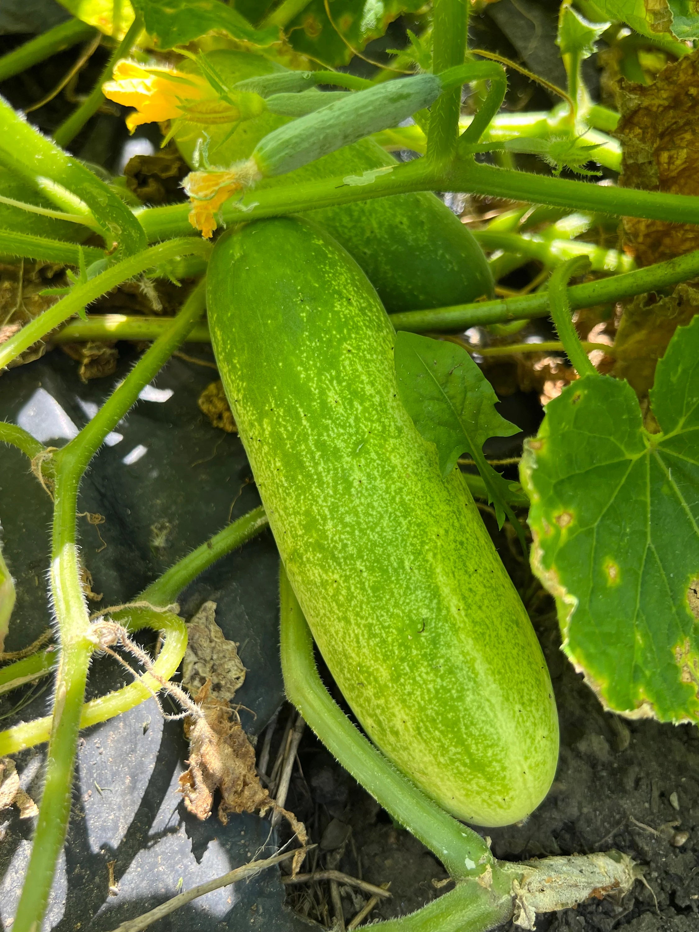 20/100/200 Thai cucumber seeds(20 Seeds)