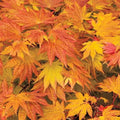 Junihitoe Full Moon Japanese Maple Tree (Acer shirasawanum Junihitoe ) Seeds(2 Seeds)